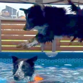プールで遊んでいる最中、犬が飼い主に向かって『大ジャンプ』をした結果→まさかのハプニングと表情に爆笑「突然のログアウトｗ」「災難で草」