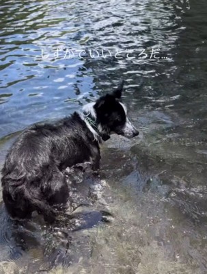 川の流れを眺める父親犬