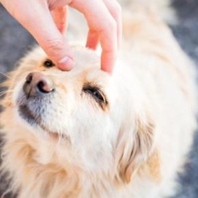 愛犬を『一番幸せにする』方法5選　ワンコが本当に望むことや今日からできる幸福度を高める秘訣まで