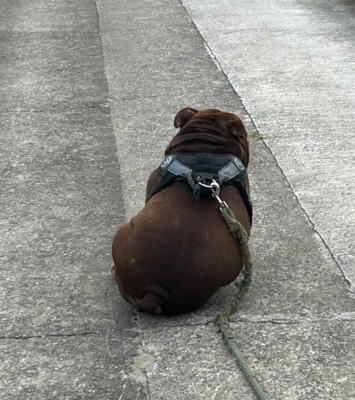 ぽてっと丸い体が可愛い