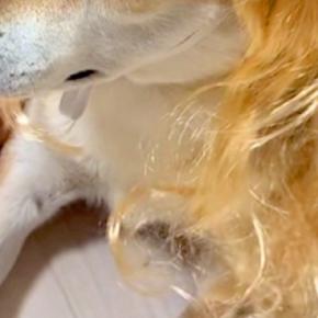小さな女の子が、犬と一緒に『美容室ごっこ』をした結果→『金髪ウィッグ』を被せると…似合いすぎている光景が26万再生「平成ギャルで草」