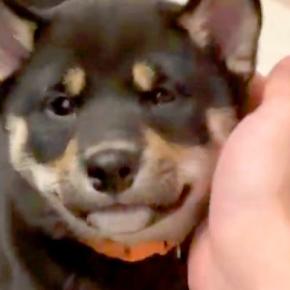 赤ちゃん犬が『遊び疲れてしまった』結果→手を差し出すと…反則級の『寝落ちする瞬間』に8万いいね「守りたすぎる」「可愛すぎて変な声でた」