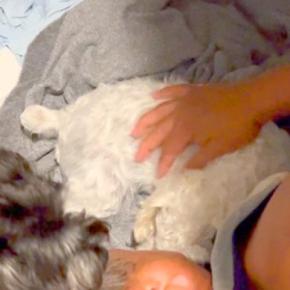 朝、寝ている父を『犬に起こしてもらった』結果→「痛い痛い痛い！」絶対に起きるしかない『目覚まし方法』に絶賛「最高」「可愛くて仕方ない」