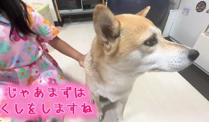 まずはクシで梳かします