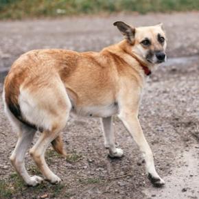 犬が『飼い主から逃げようとする』心理5つ　嫌われているから？そばにいてもらう方法とは