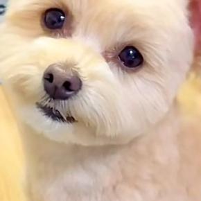 『お散歩行く？』と犬に声を掛けた結果→大喜びして『耳』が…思った以上の『デカさ』が100万再生「空飛べそうｗ」「想像の10倍大きい」
