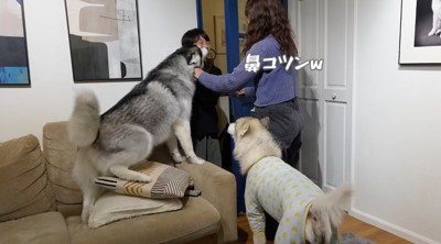 リビングに入ってきた男の子に鼻を当てる黒いハスキー犬