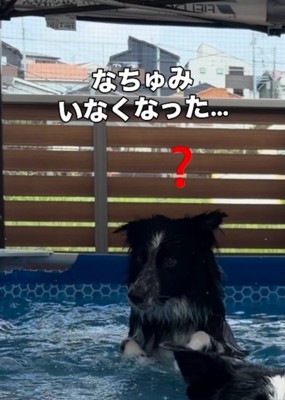 水の中から顔を出して呆然とする息子犬