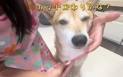 心地よさそうなシイちゃん