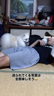 寝転がる男の子のそばに来るポメラニアン
