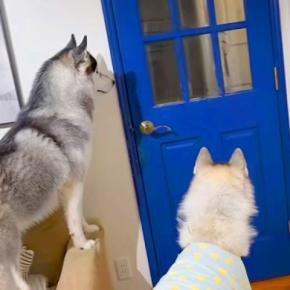 甥っ子が家に遊びに来た結果→大型犬たちが嬉しくなりすぎてしまい…まさかの『取り合い勃発』に反響「かわいい争奪戦」「しっぽグルングルンｗ」