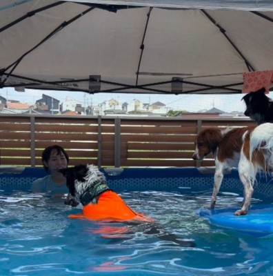プールに入って遊ぶ飼い主と犬たち