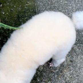 近所のおじさんに『これは犬なの？なんて種類の動物？』と言われた犬→頭を見ると…思わず納得する『まさかの光景』に1万いいね「尖りに尖ってる」