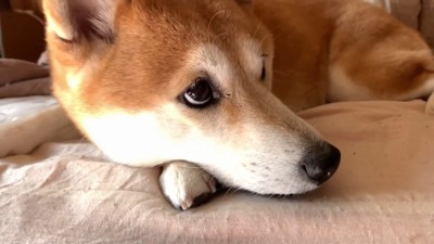 ももちゃんは混ざる気なし?