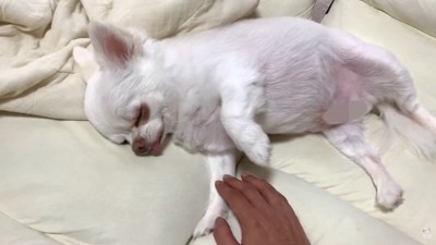 まさかの寝たフリ！