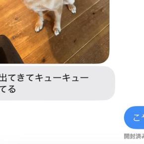 犬にご飯をあげて、仕事に出かけた結果→家にいる夫から『写真』が送られてきて…まさかの『策士すぎる光景』に「色々考えてて可愛いw」の声