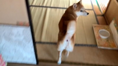 パパさんに呼ばれて行ったら…