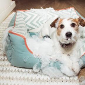 犬が『新しいベッド』で寝てくれない理由7選　慣れてもらうにはどうしたらいいの？解決策まで