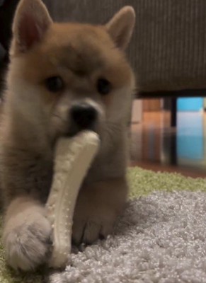 子犬だった頃の次元くん