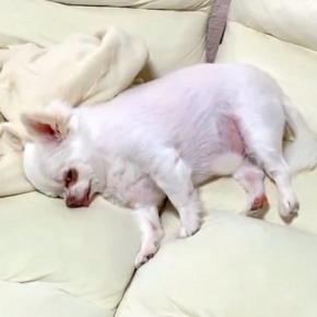 『散歩行こうか』と犬に声をかけた結果→寝たふりをするので、そのままハーネスをつけると…まさかの光景が22万再生「絶対人間入ってるw」