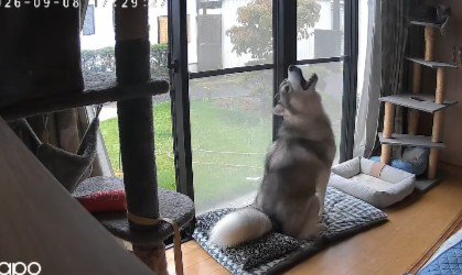 寂しくて遠吠え
