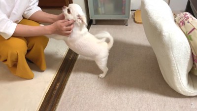 すぐに起き上がってママさんのもとへ