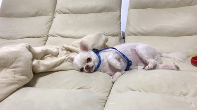 開き直った態度が可愛くて憎めない♡