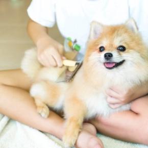 『抜け毛が多い犬』との暮らしで注意すべきこと3つ　換毛期のお手入れのコツとは？