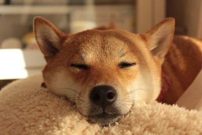 柴犬、顔のアップ