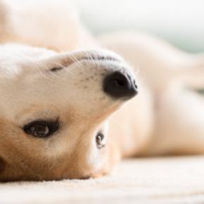『甘えんぼうな性格の犬』がみせるサイン8選　飼い主がすべき接し方や注意点まで解説
