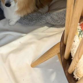 『シャンプー』と呟くと、犬が『あからさまに嫌がる表情』をして…一切の信用をしなくなった『目』に「言葉理解してるｗ」「雄弁なまなざし」と反響