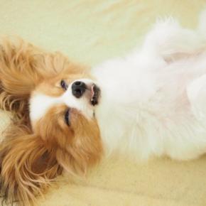 小型犬の『あるある』5選　小さいワンコの飼い主が思わず共感するエピソードとは？
