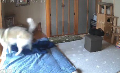 慌てふためく大福ちゃん