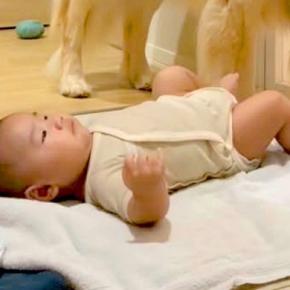 お風呂に入っている間『大型犬に赤ちゃんを見てもらった』結果→『大丈夫かな』と覗くと…素敵すぎる光景が149万再生「頼れる」「優しすぎ」