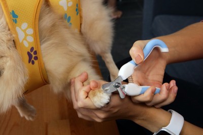 犬の爪切り