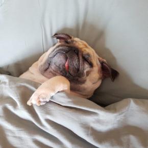 犬にとってNGな『寝る場所』5選　危険な寝床の特徴や改善すべき睡眠環境まで解説