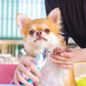 犬に『爪切り』をするときのタブー行為6選 怪我のリスクを減らすために飼い主がすべきことまで