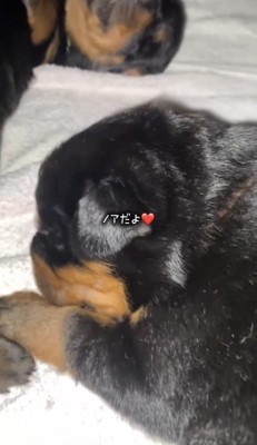 体を丸めて眠る子犬