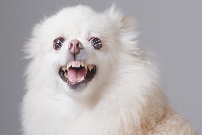 威嚇する犬の顔のアップ