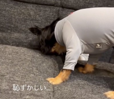 顔をクッションに押しつける犬
