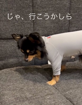 洋服姿で立ち上がる犬