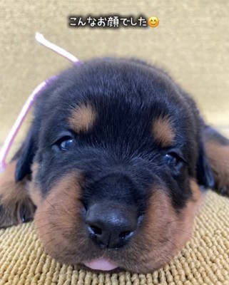 こちらを見つめる子犬