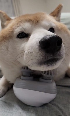 あごを傾ける犬
