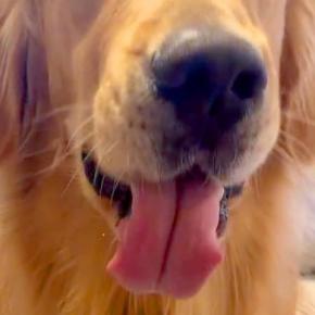 妹が大型犬に『ハロウィン用の帽子』を買ってきてくれた結果→被せてみると…思っていたのと違う光景に「たまらん可愛さ」「とんがりコーン」の声