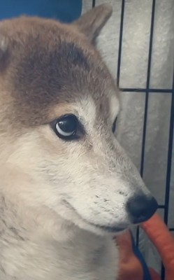 上目遣いで様子をうかがっています