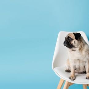 『イタズラがバレた』ときに犬がみせる仕草5つ 問題行動を発見した場合の適切な対応まで