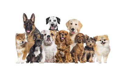 様々な犬種の犬たち