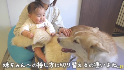 とっても優しいハスキーたち