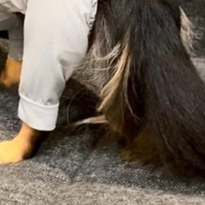 雨の日、外で濡れないよう『犬に洋服を着せた結果』→思った以上にピチピチで…子どものような態度が65万再生「感情豊かw」「絶望顔で草」