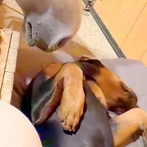 台風の夜、大型犬が寝ていると『大丈夫かな?』と馬が心配して…種族の壁を超えた『本当の母のような光景』に絶賛「優しい眼差し」「癒される」